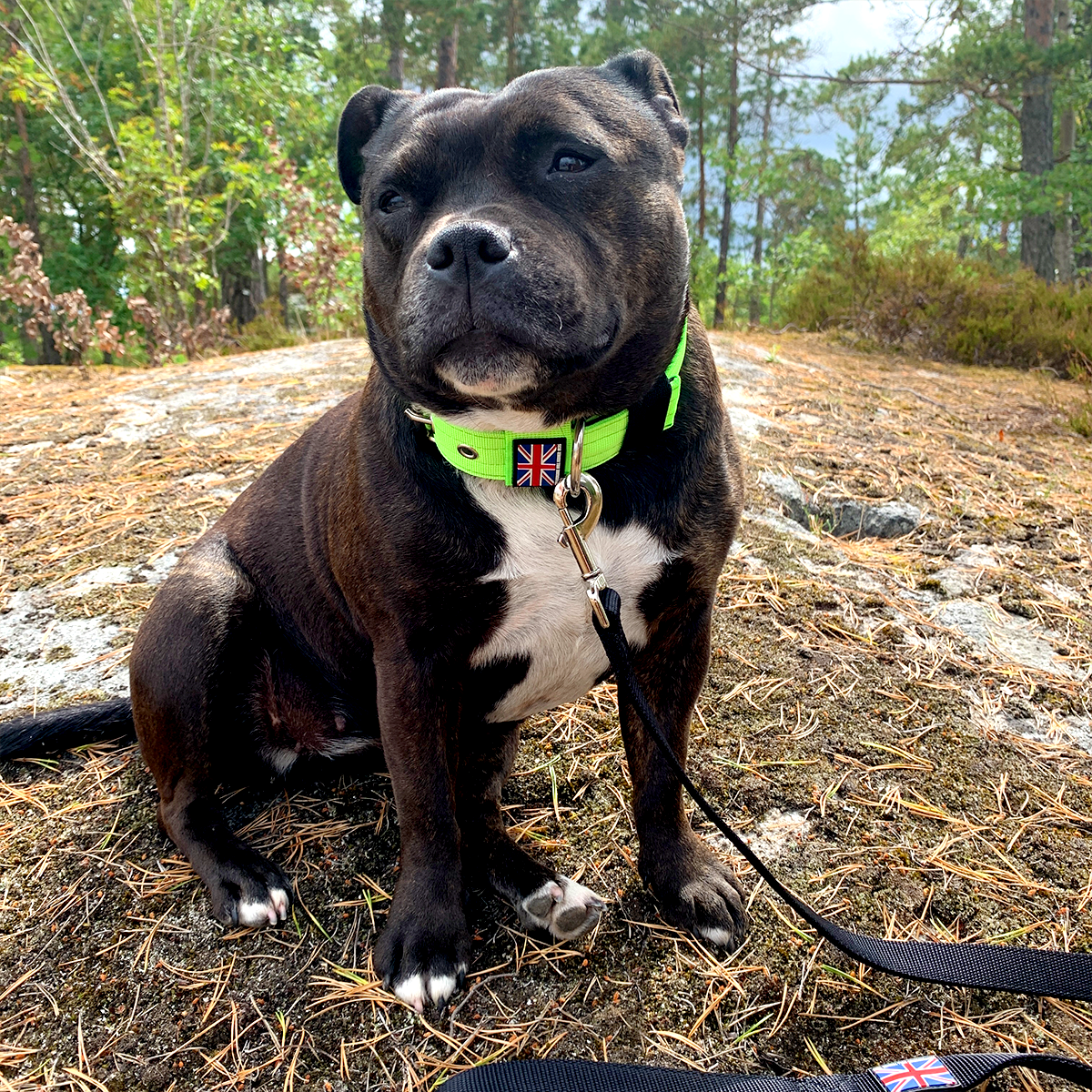 Nylon Collar - Neon Green & Black - Staffordshire Bull Terrier 1935