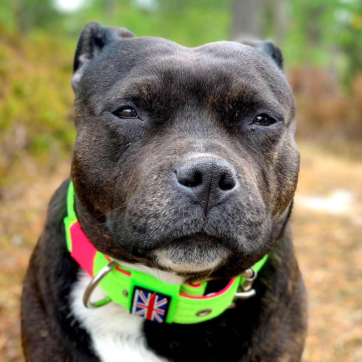 Nylon Collar - 80s Edition - Neon Green & Neon Pink - Staffordshire Bull Terrier 1935