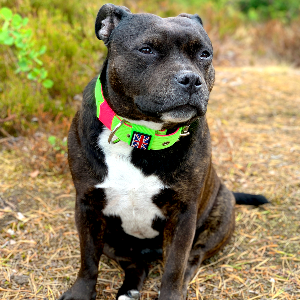 Nylon Collar - 80s Edition - Neon Green & Neon Pink - Staffordshire Bull Terrier 1935