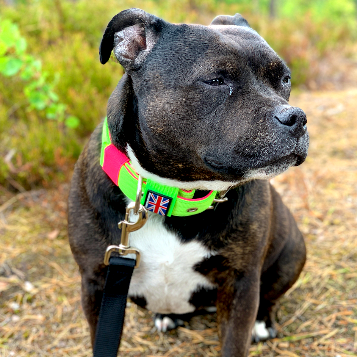 Nylon Collar - 80s Edition - Neon Green & Neon Pink - Staffordshire Bull Terrier 1935