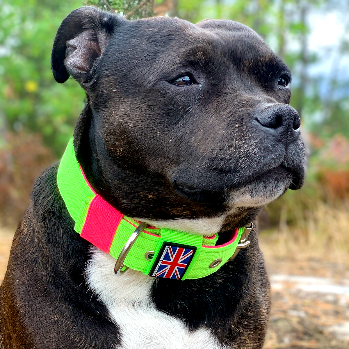 Nylon Collar - 80s Edition - Neon Green & Neon Pink - Staffordshire Bull Terrier 1935