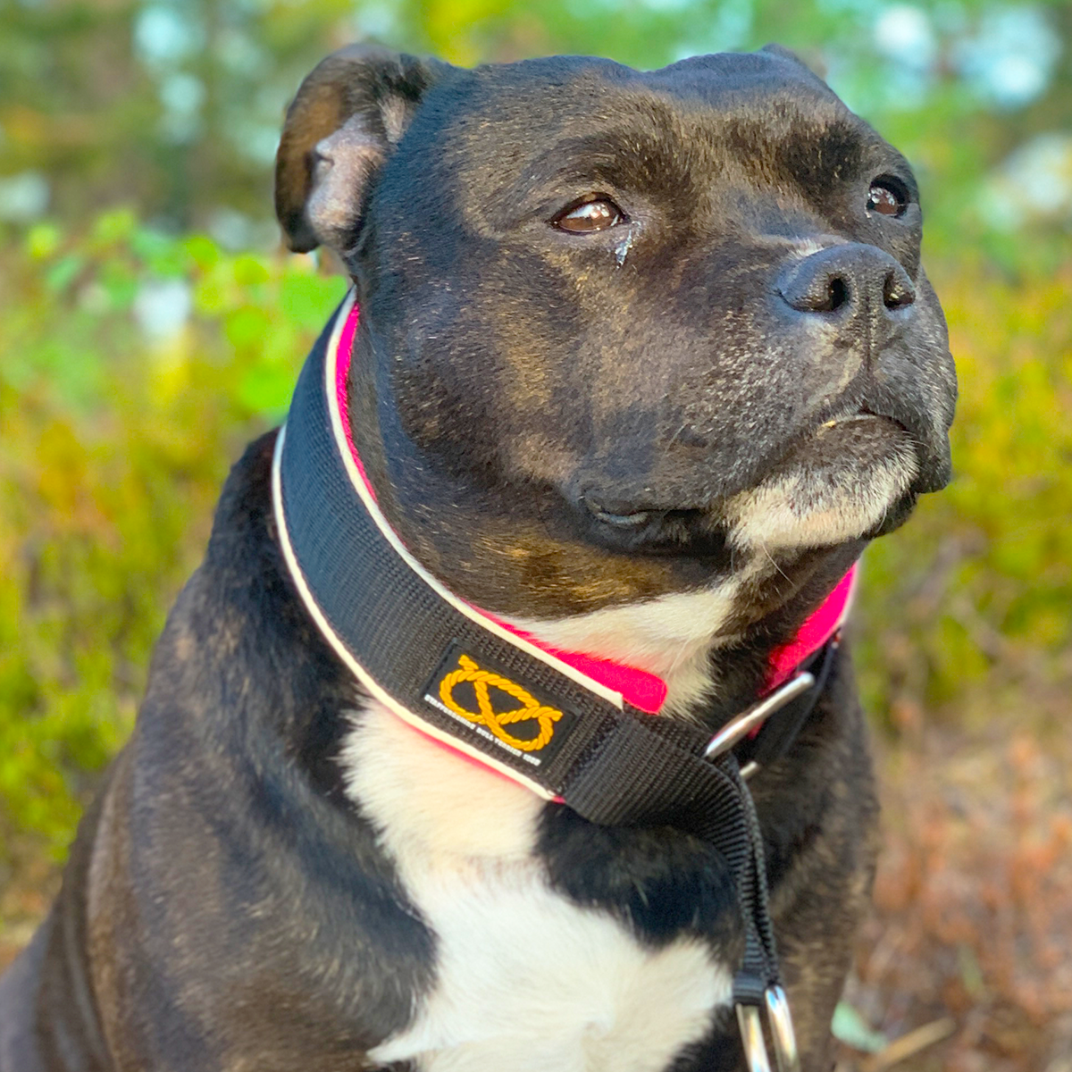 Martingale Collar - Neon Punk - Staffordshire Bull Terrier 1935