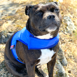 Cooling Vest - One Size - Staffordshire Bull Terrier 1935