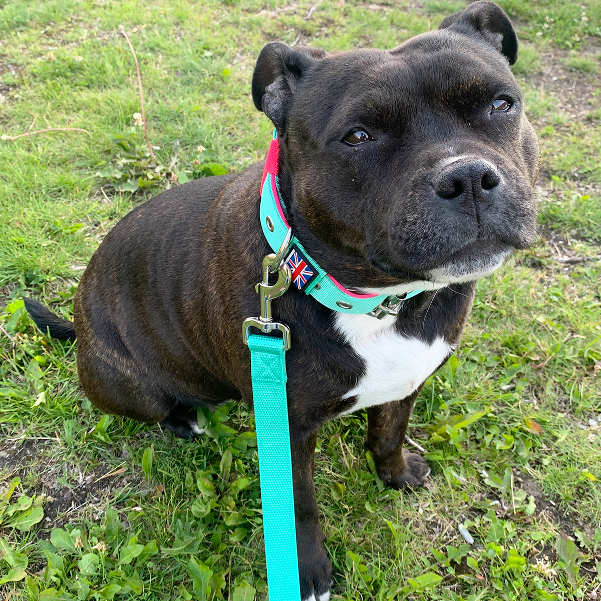 Nylon Collar - Mint Flamingo - Staffordshire Bull Terrier 1935