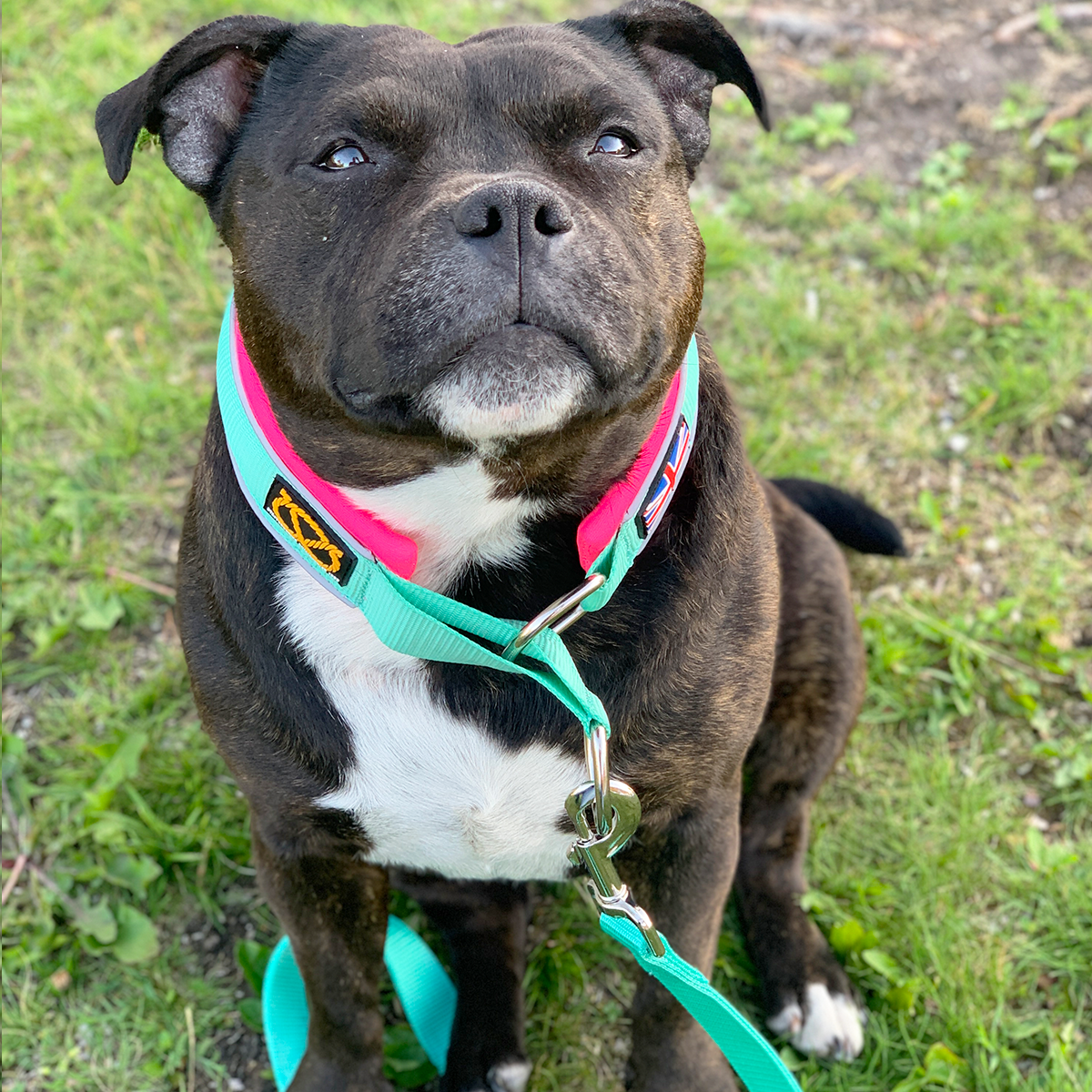 Martingale Collar - Maya & Bonnie’s Edition - Mint Flamingo - Staffordshire Bull Terrier 1935