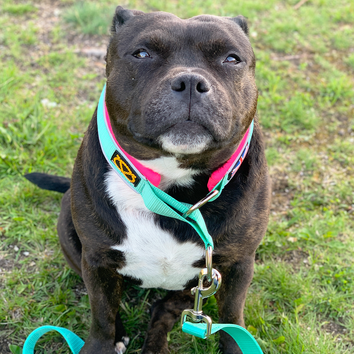 Martingale Collar - Maya & Bonnie’s Edition - Mint Flamingo - Staffordshire Bull Terrier 1935