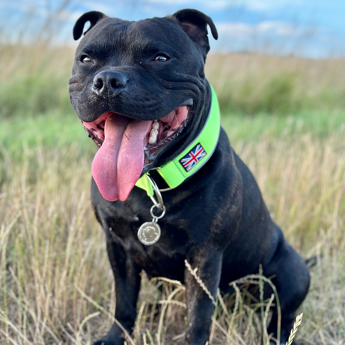 Martingale Collar - Neon Green & Black - Staffordshire Bull Terrier 1935