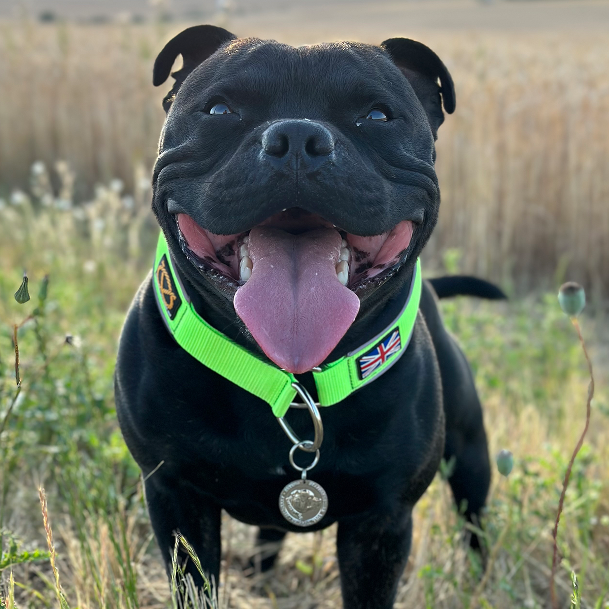 Martingale Collar - Neon Green & Black - Staffordshire Bull Terrier 1935