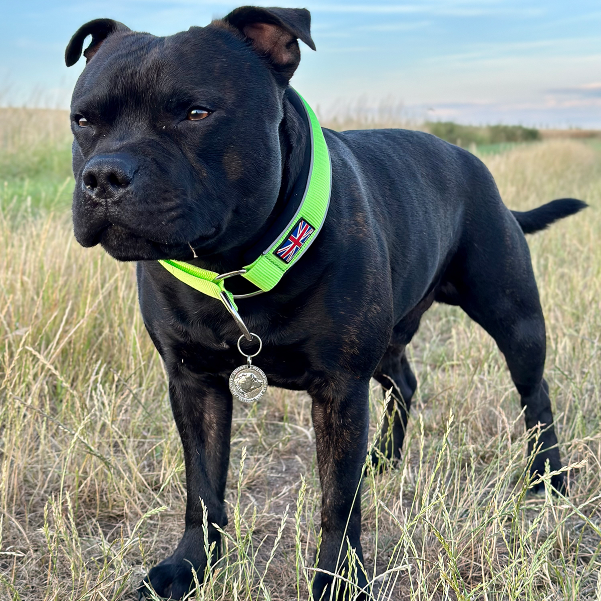 Martingale Collar - Neon Green & Black - Staffordshire Bull Terrier 1935