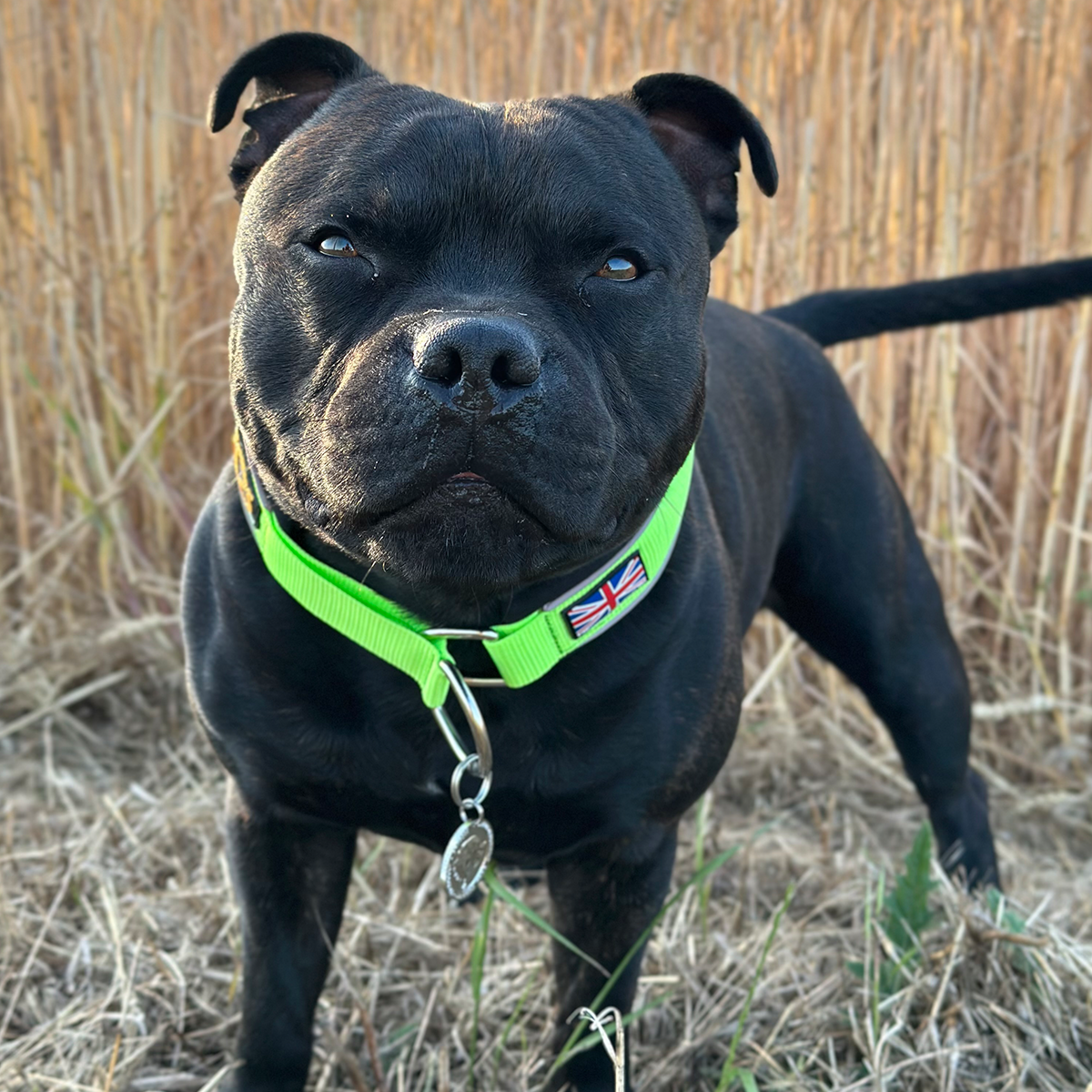 Martingale Collar - Neon Green & Black - Staffordshire Bull Terrier 1935