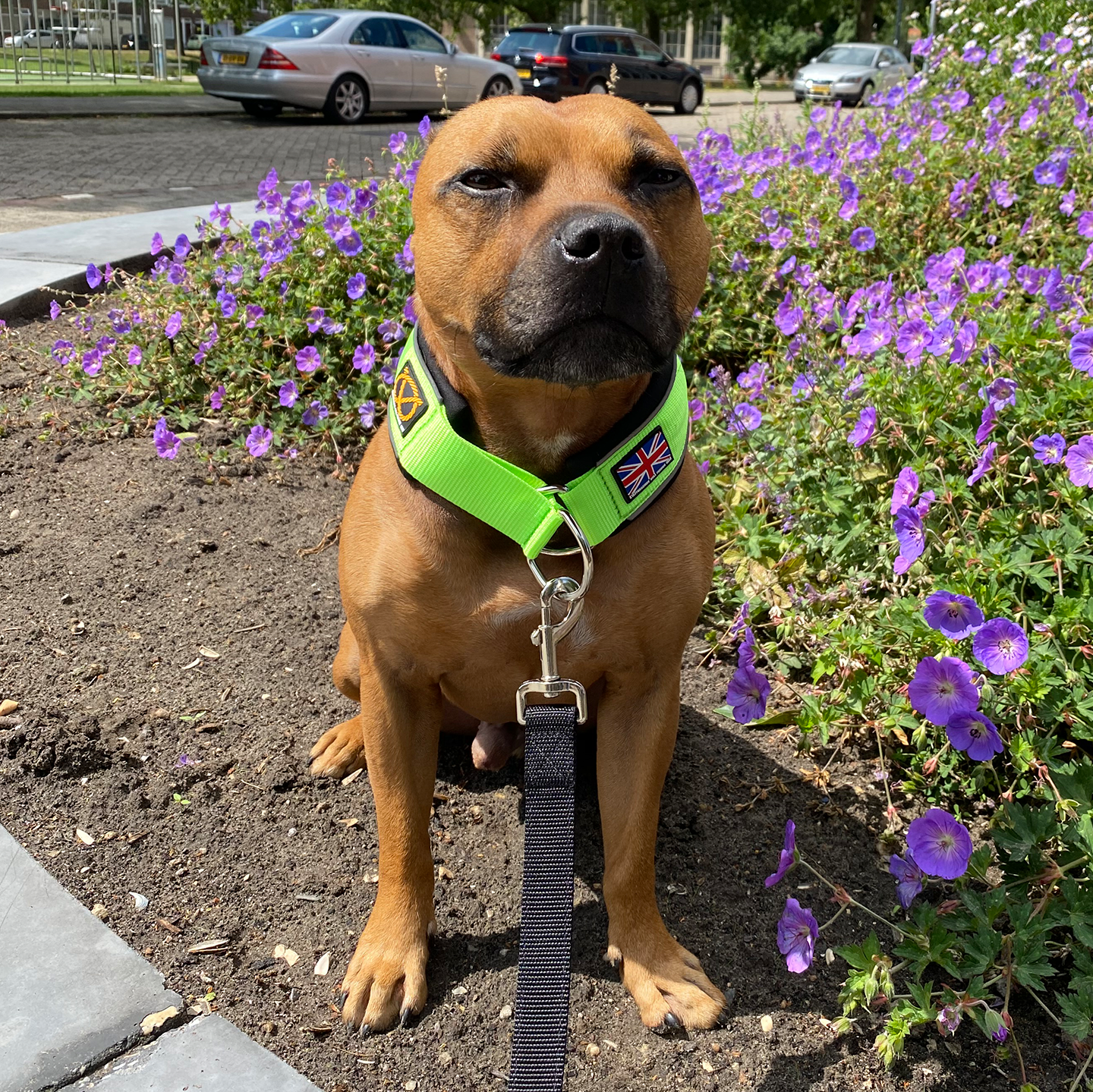 Martingale Collar - Neon Green & Black - Staffordshire Bull Terrier 1935