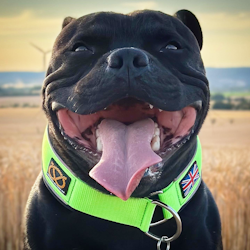 Martingale Collar - Neon Green & Black - Staffordshire Bull Terrier 1935