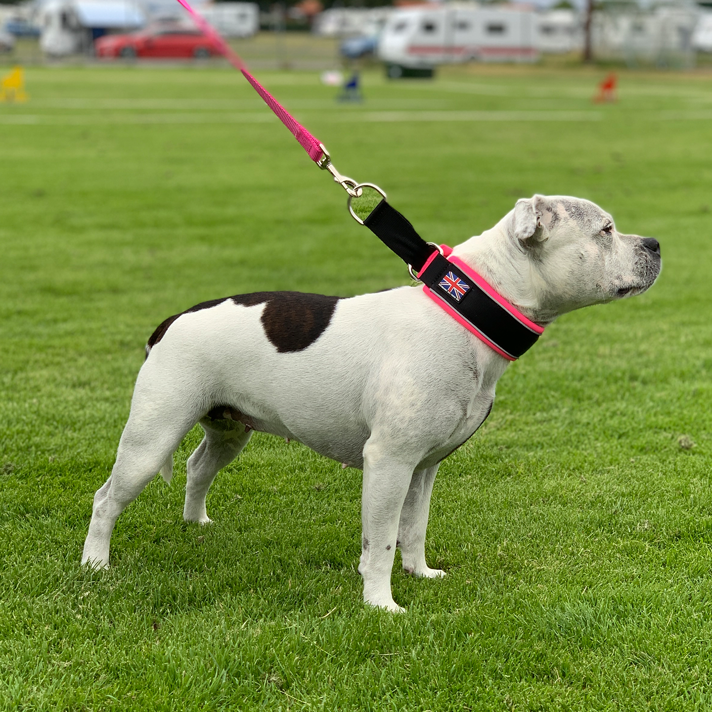 Martingale Collar - Neon Punk - Staffordshire Bull Terrier 1935