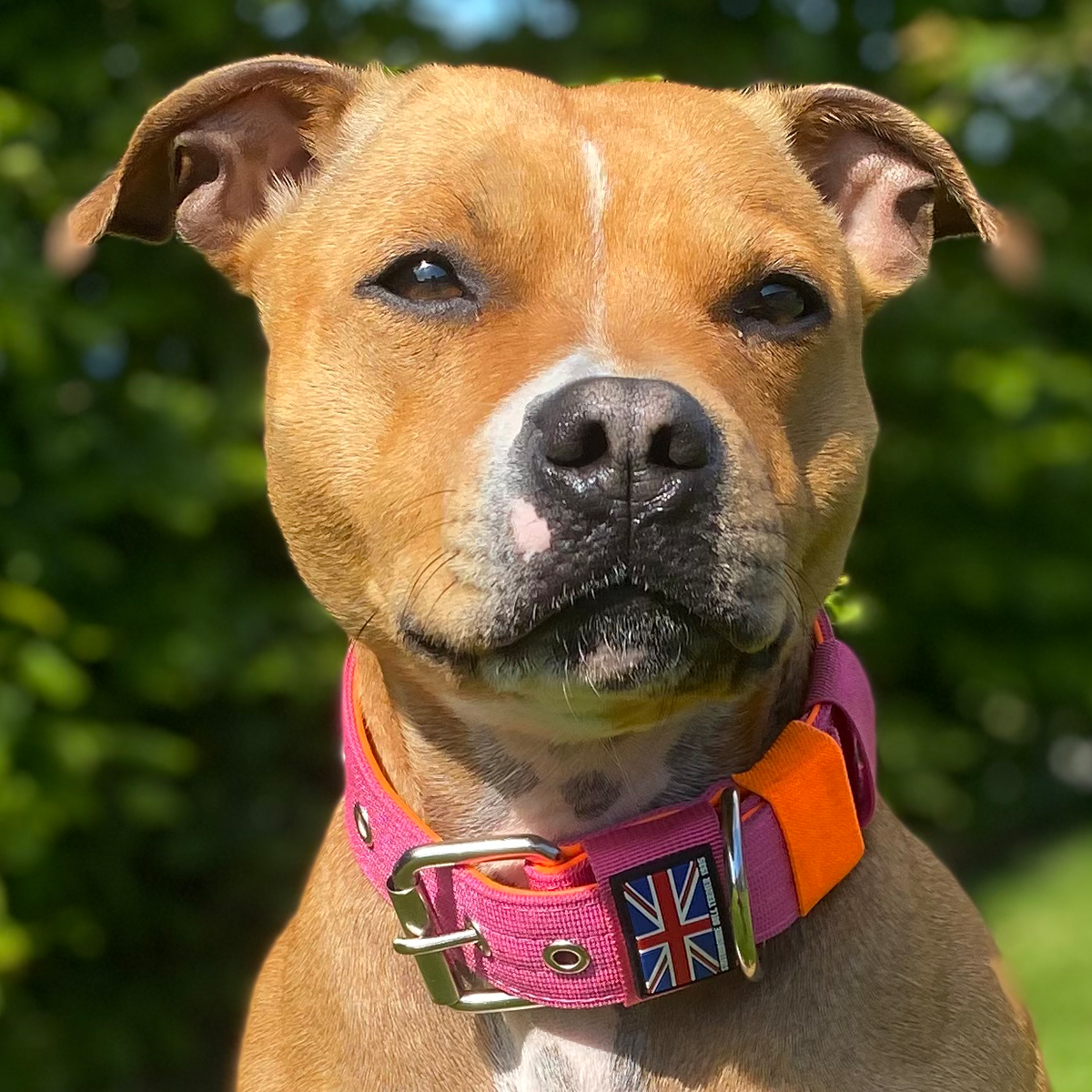 Nylon Collar - Fuchsia & Neon Orange - Staffordshire Bull Terrier 1935