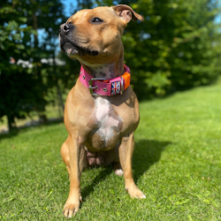 Nylon Collar - Fuchsia & Neon Orange - Staffordshire Bull Terrier 1935