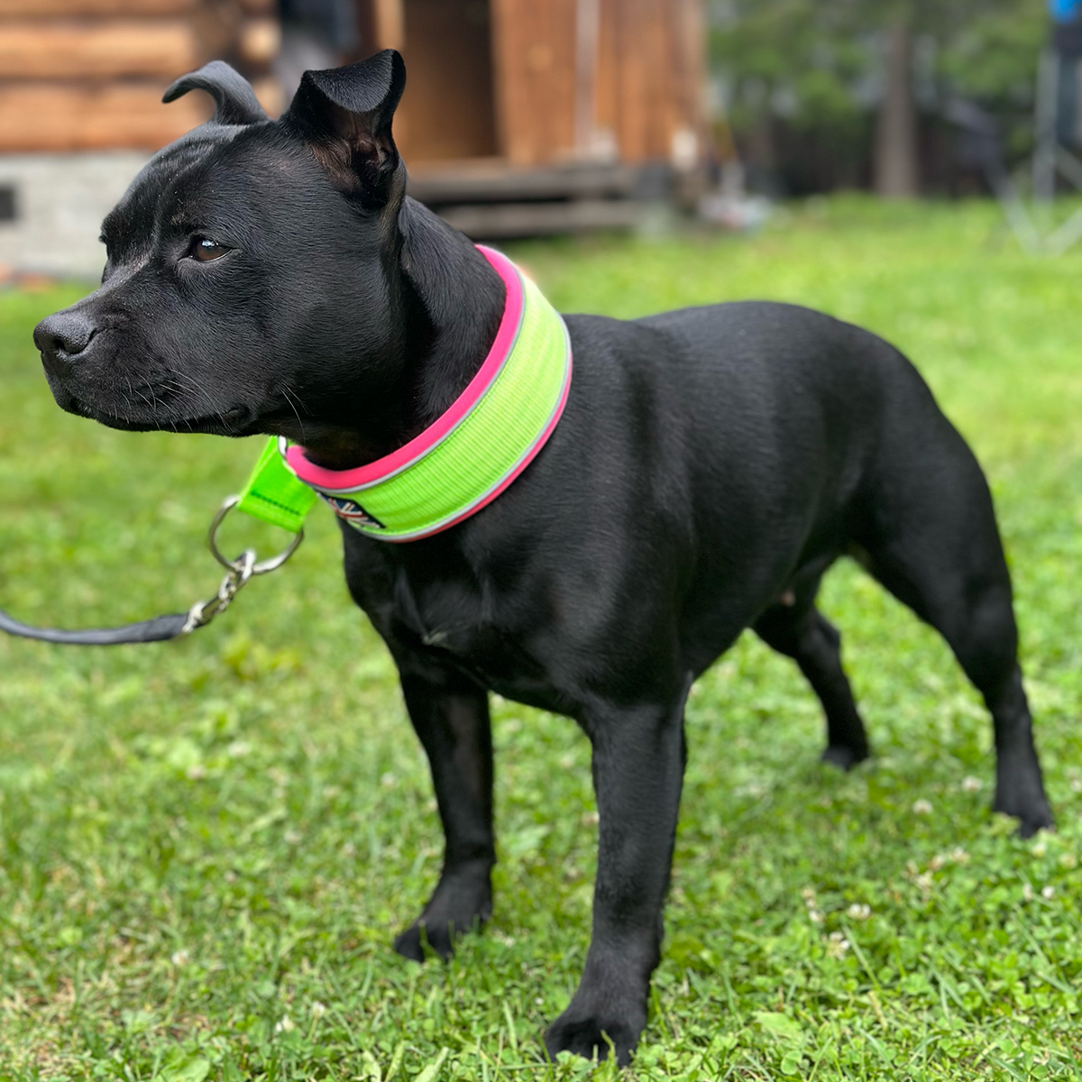 Martingale Collar - 80s Edition - Neon Green & Neon Pink - Staffordshire Bull Terrier 1935