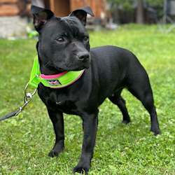 Martingale Collar - 80s Edition - Neon Green & Neon Pink - Staffordshire Bull Terrier 1935