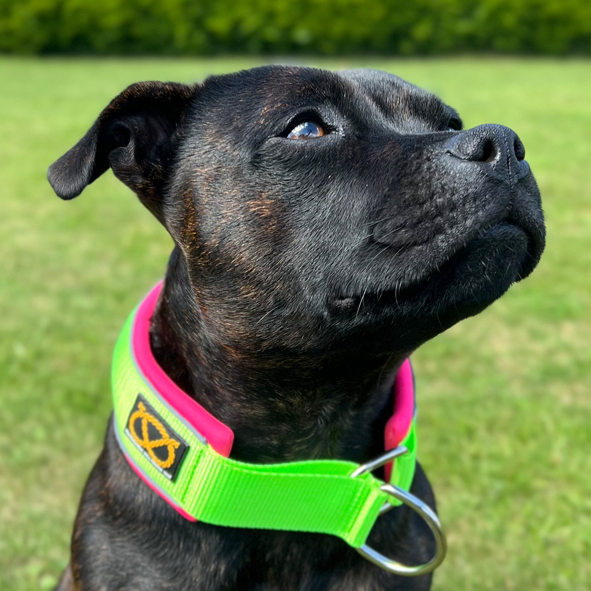 Martingale Collar - 80s Edition - Neon Green & Neon Pink - Staffordshire Bull Terrier 1935
