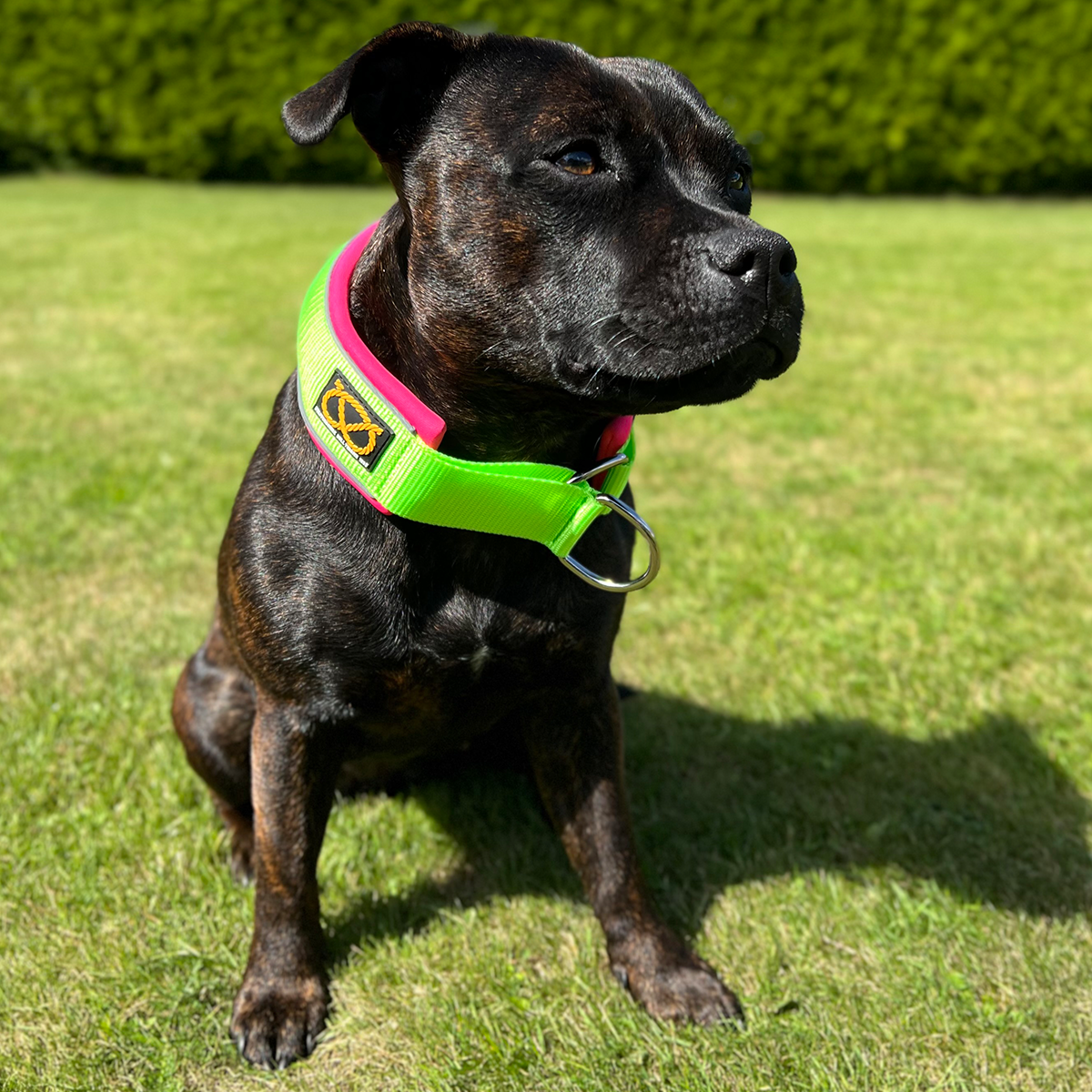 Martingale Collar - 80s Edition - Neon Green & Neon Pink - Staffordshire Bull Terrier 1935