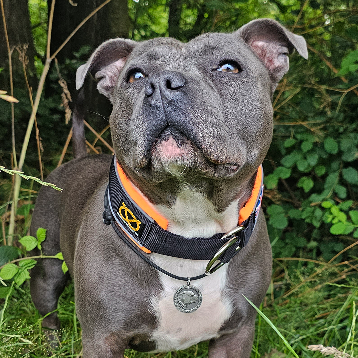 Martingale Collar - Ronnie Edition - Black & Orange - Staffordshire Bull Terrier 1935