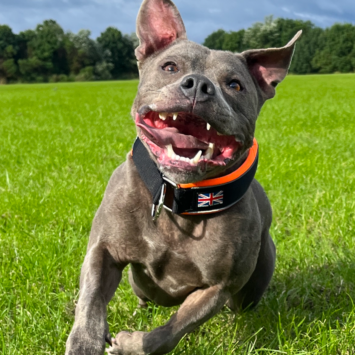 Martingale Collar - Ronnie Edition - Black & Orange - Staffordshire Bull Terrier 1935