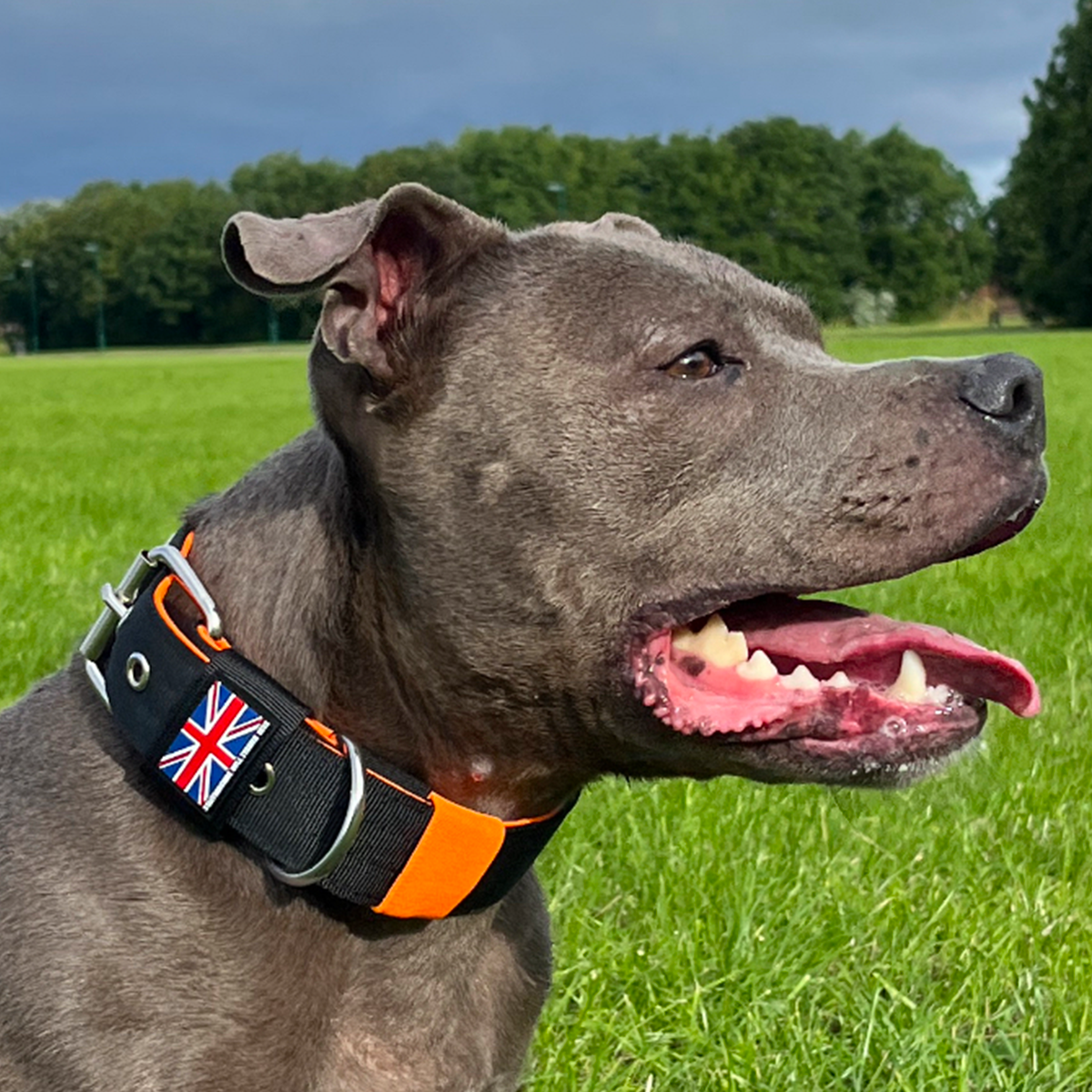 Nylon Collar - Ronnie Edition - Black & Orange - Staffordshire Bull Terrier 1935