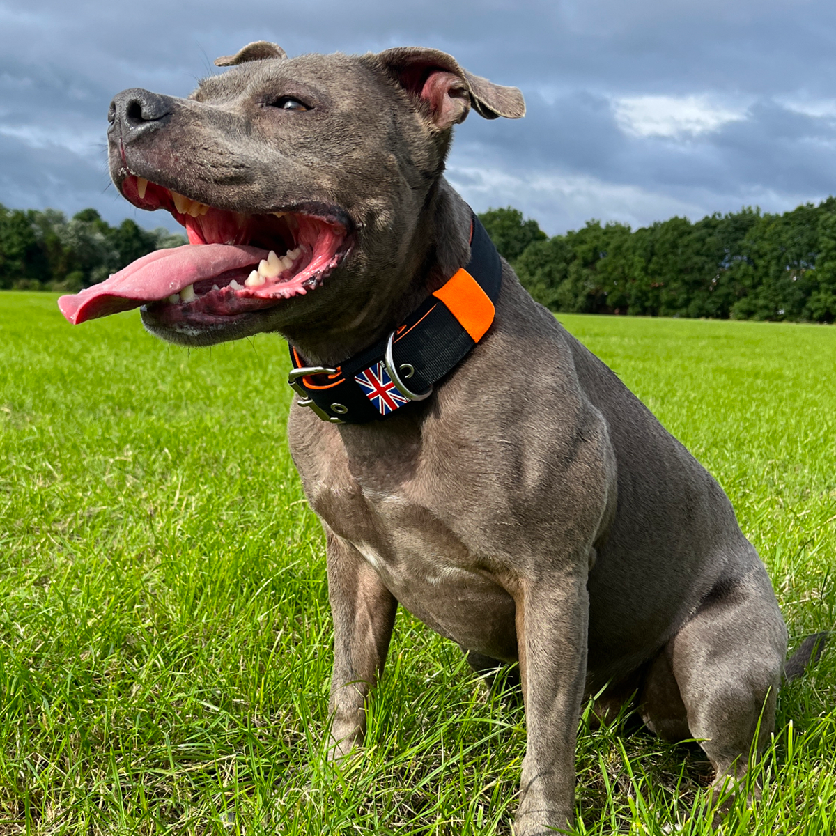 Nylon Collar - Ronnie Edition - Black & Orange - Staffordshire Bull Terrier 1935