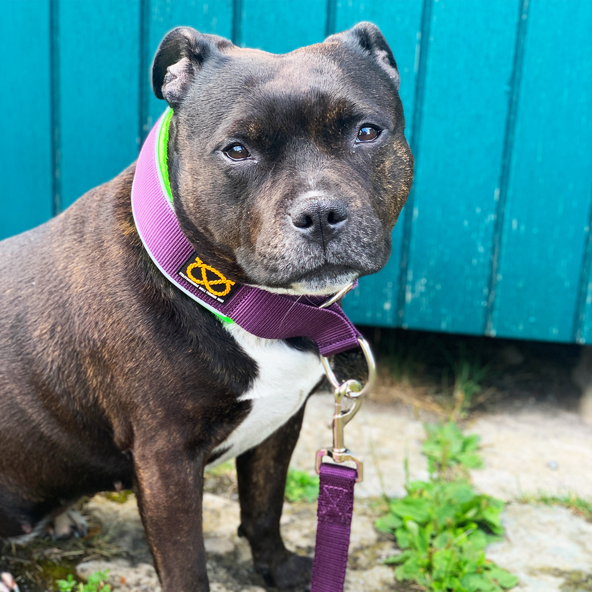 Martingale Collar - Joker Edition - Purple & Neon Green - Staffordshire Bull Terrier 1935