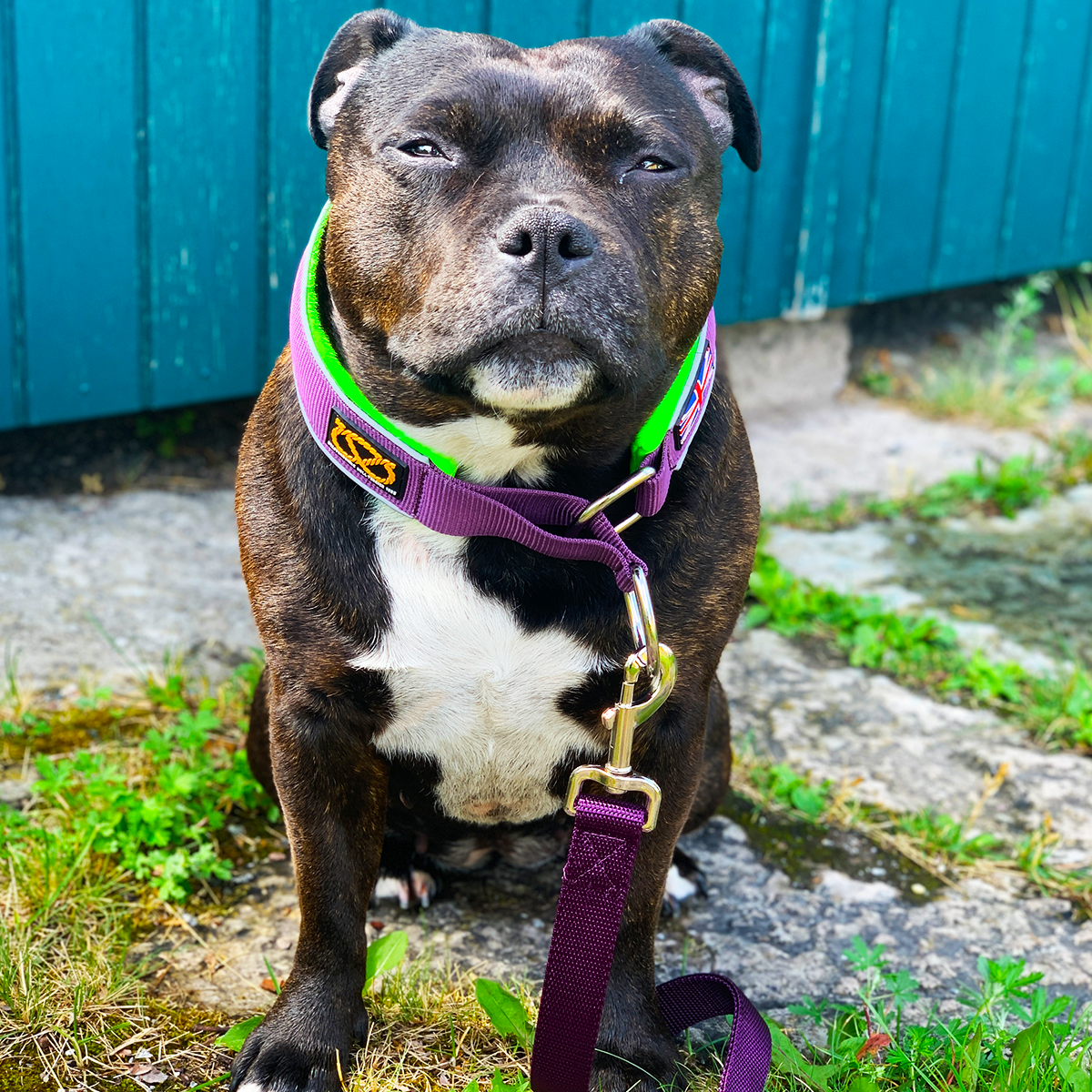 Martingale Collar - Joker Edition - Purple & Neon Green - Staffordshire Bull Terrier 1935