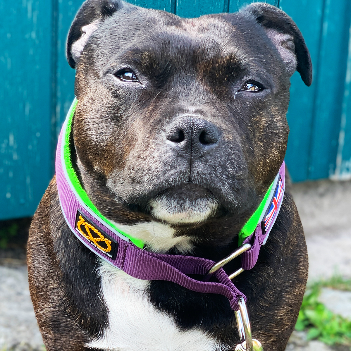 Martingale Collar - Joker Edition - Purple & Neon Green - Staffordshire Bull Terrier 1935