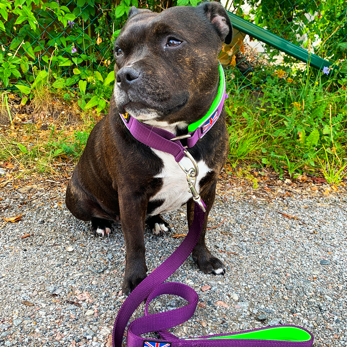 Martingale Collar - Joker Edition - Purple & Neon Green - Staffordshire Bull Terrier 1935