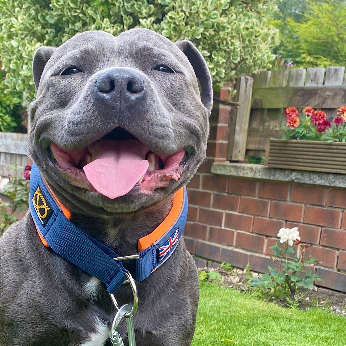 Martingale Collar - Bruce Edition - Navy Blue & Neon Orange - Staffordshire Bull Terrier 1935