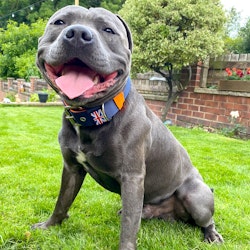 Nylon Collar - Bruce Edition - Navy Blue & Neon Orange - Staffordshire Bull Terrier 1935