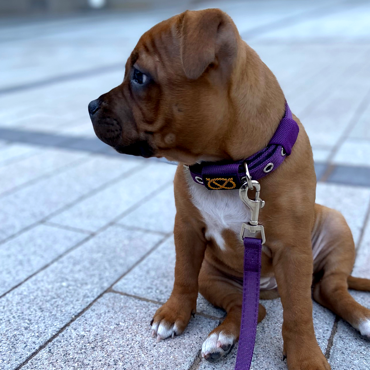 Puppy Nylon Collar & Leash Set - Purple - Staffordshire Bull Terrier 1935