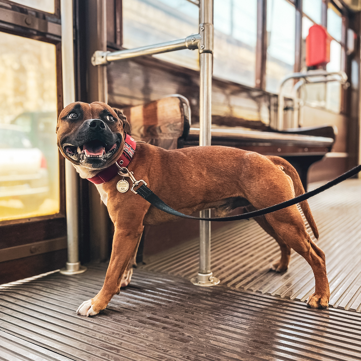 Nylon Collar - Red - Staffordshire Bull Terrier 1935