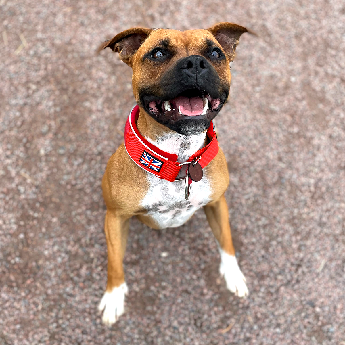 Martingale Collar - Red - Staffordshire Bull Terrier 1935