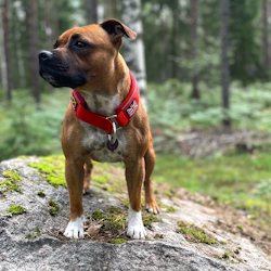 Martingale Collar - Red - Staffordshire Bull Terrier 1935