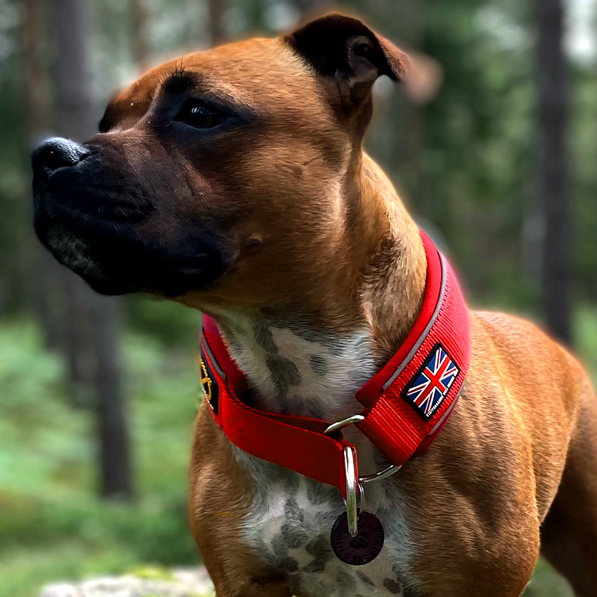 Martingale Collar - Red - Staffordshire Bull Terrier 1935