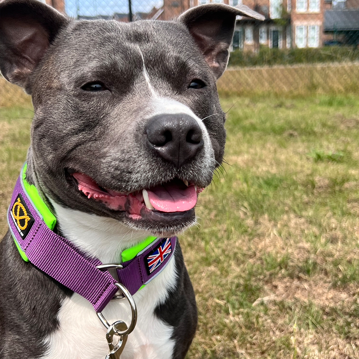 Martingale Collar - Joker Edition - Purple & Neon Green - Staffordshire Bull Terrier 1935