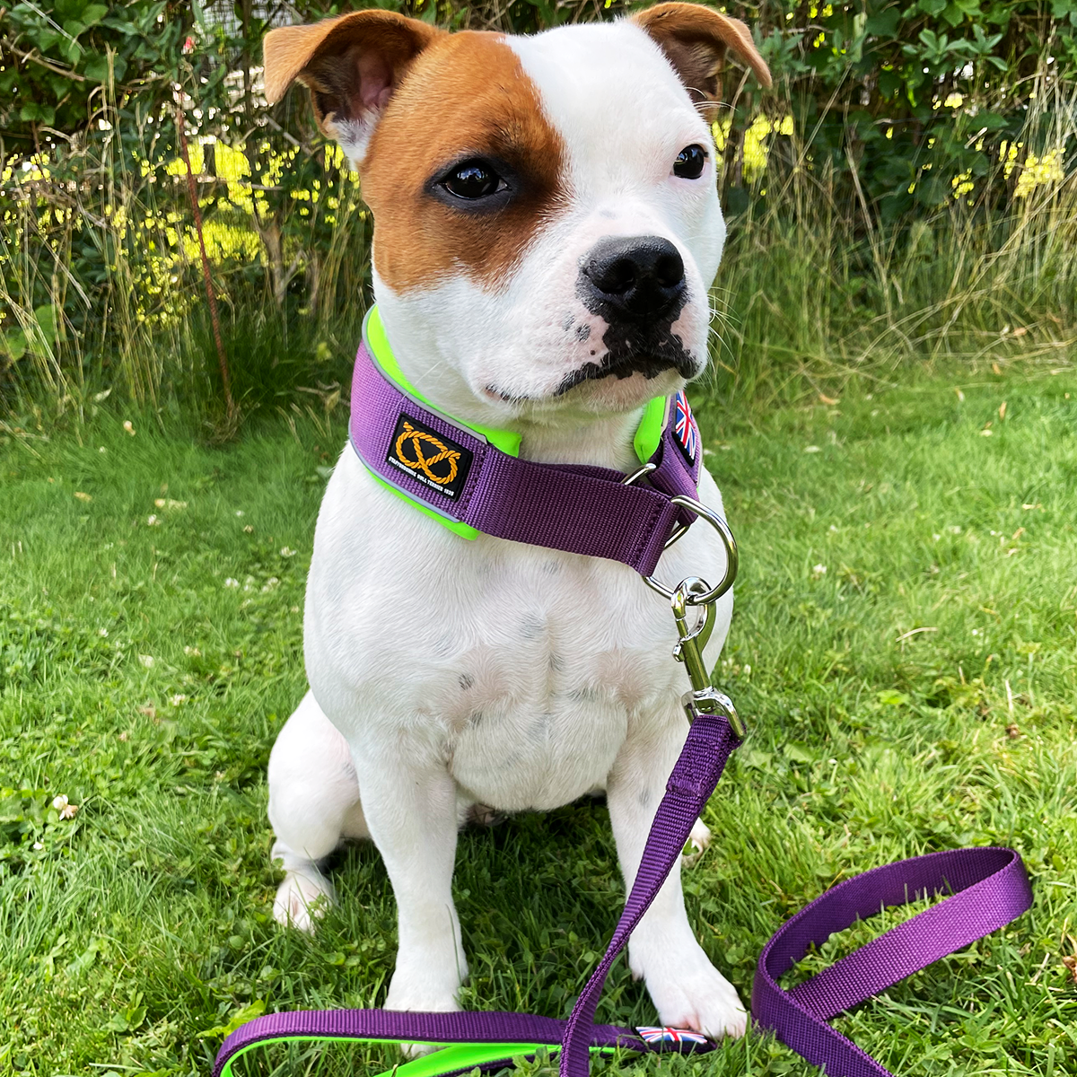 Martingale Collar - Joker Edition - Purple & Neon Green - Staffordshire Bull Terrier 1935