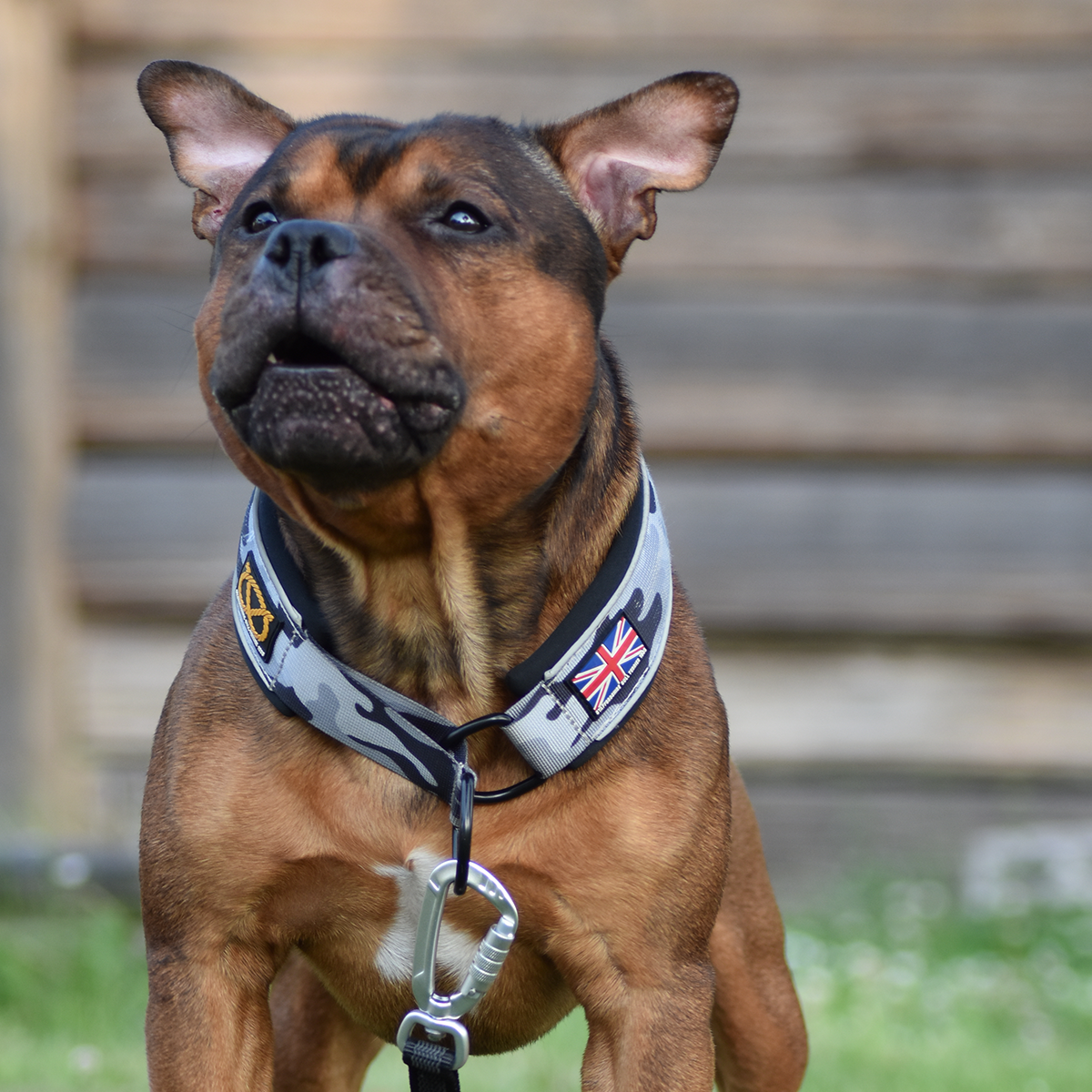 Martingale Collar - Stryda Editon - Urban Camo - Staffordshire Bull Terrier 1935