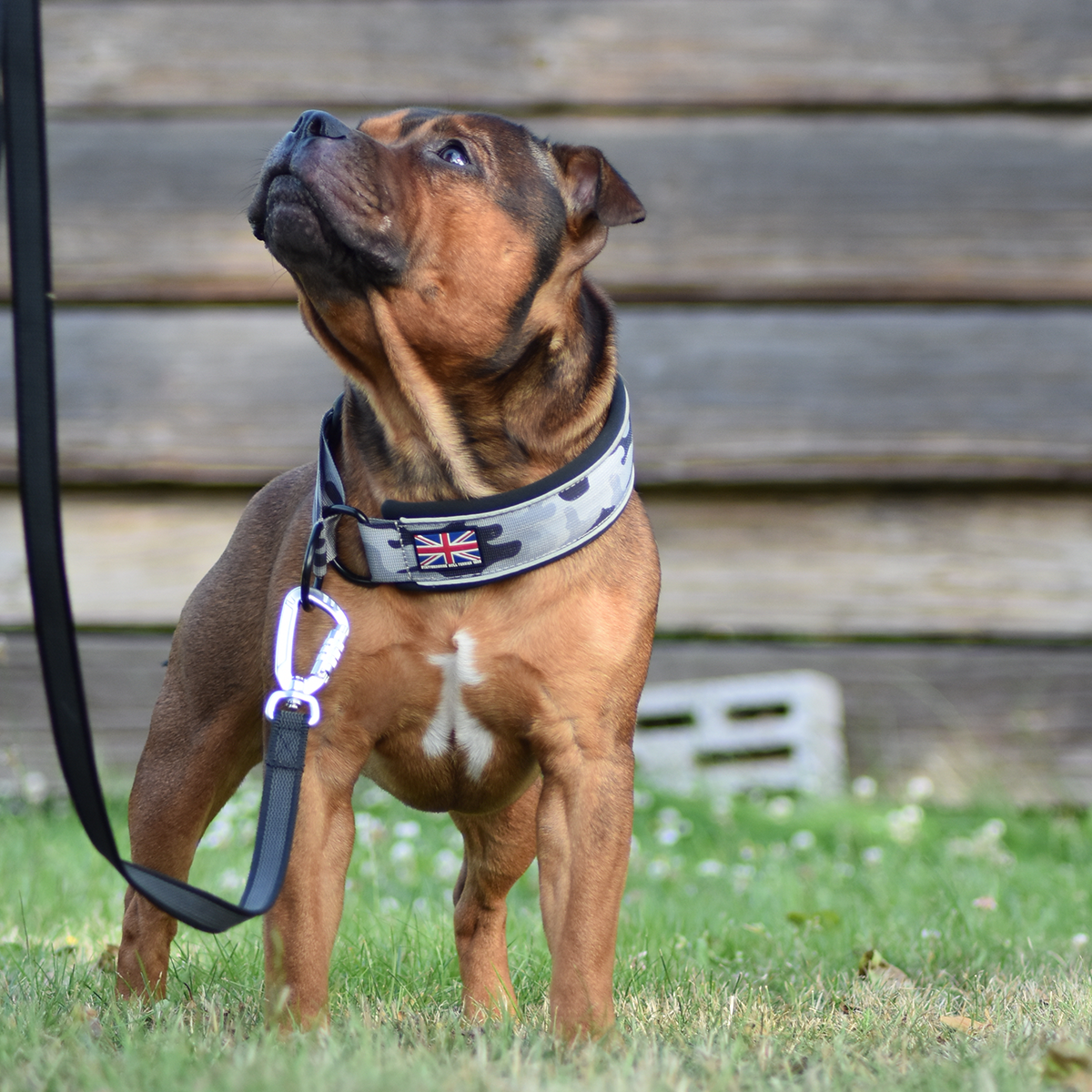 Martingale Collar - Stryda Editon - Urban Camo - Staffordshire Bull Terrier 1935