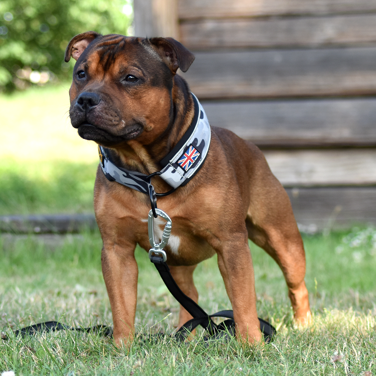 Martingale Collar - Stryda Editon - Urban Camo - Staffordshire Bull Terrier 1935