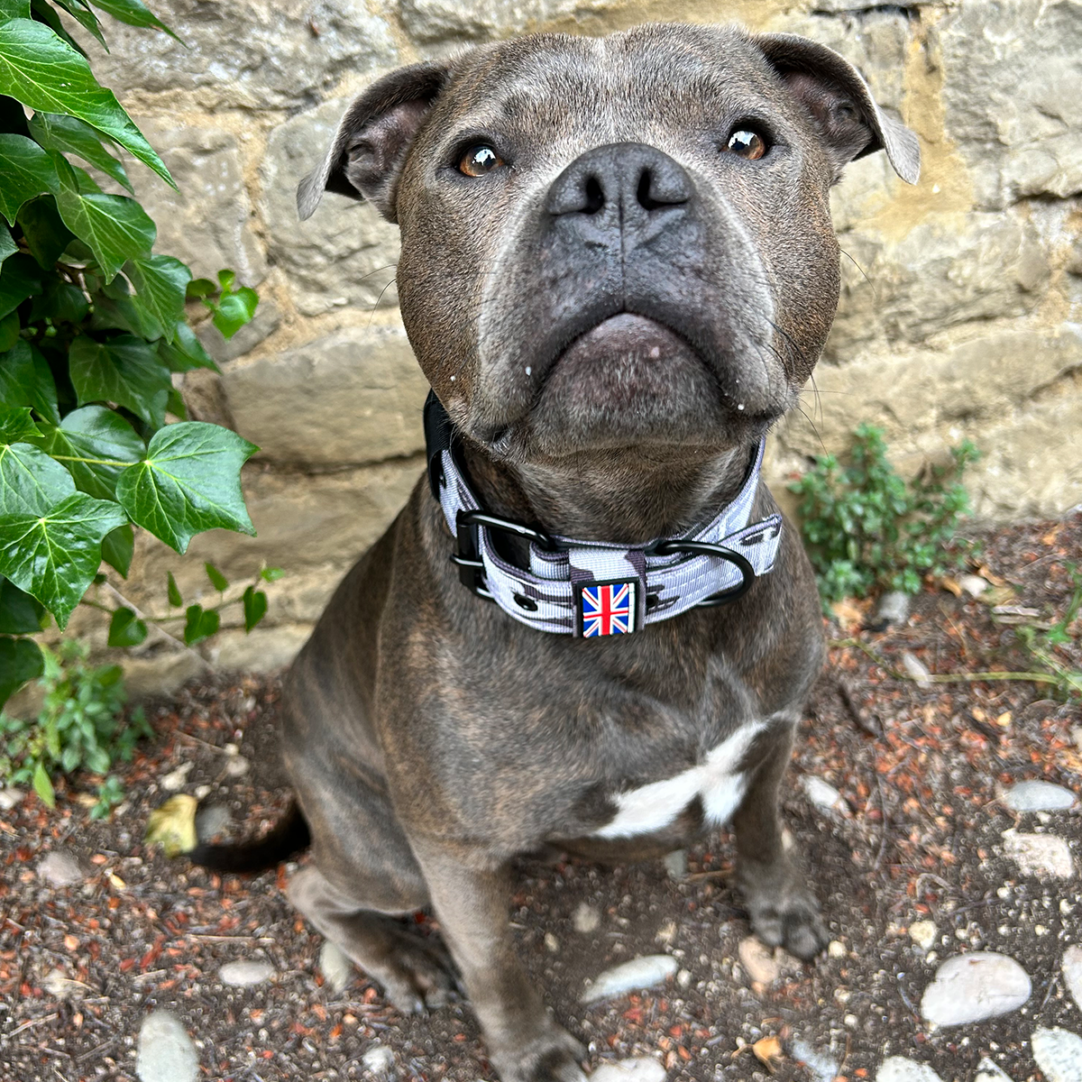 Nylon Collar - Stryda Edition - Urban Camo - Staffordshire Bull Terrier 1935