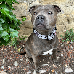 Nylon Collar - Stryda Edition - Urban Camo - Staffordshire Bull Terrier 1935