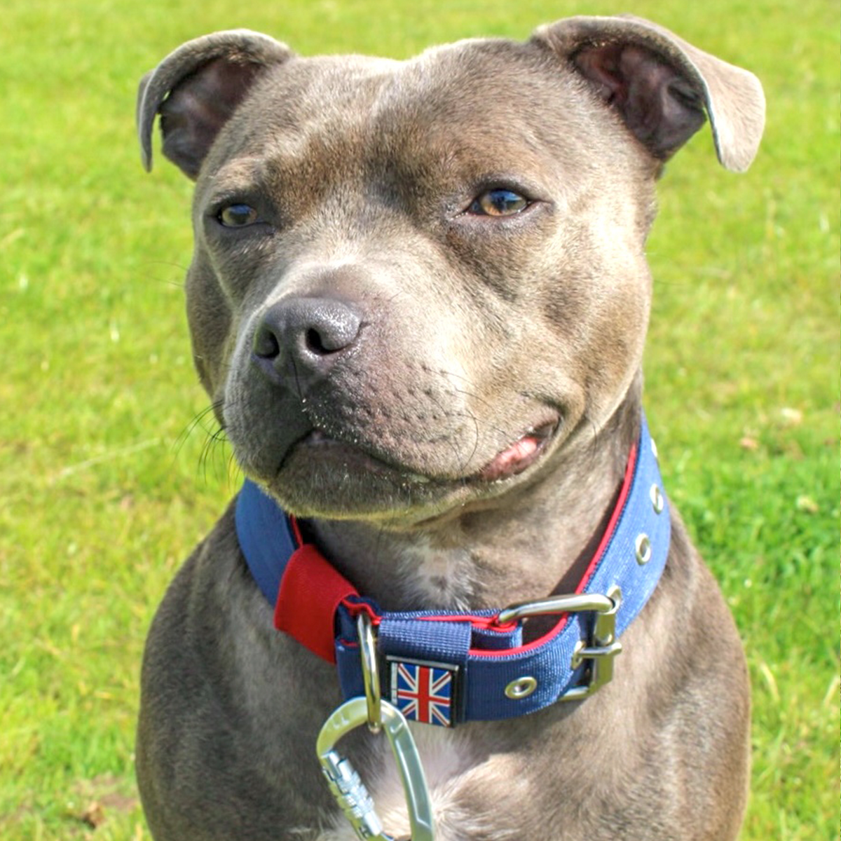 Nylon Collar - Huey Union Jack Edition - Staffordshire Bull Terrier 1935