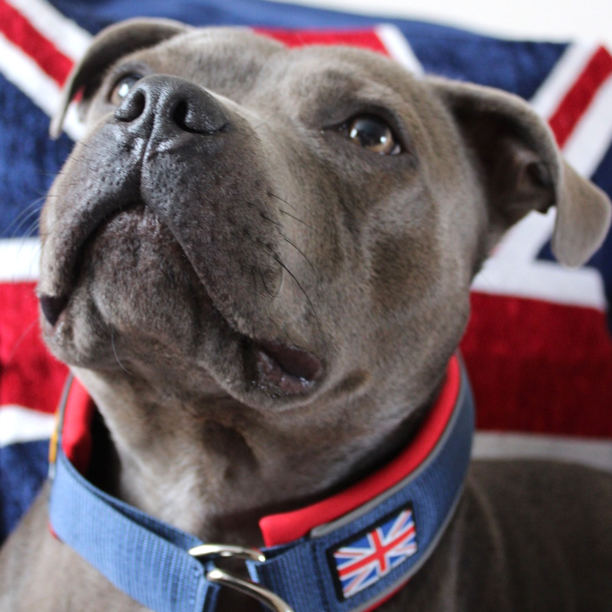 Martingale Collar - Huey Union Jack Edition - Staffordshire Bull Terrier 1935