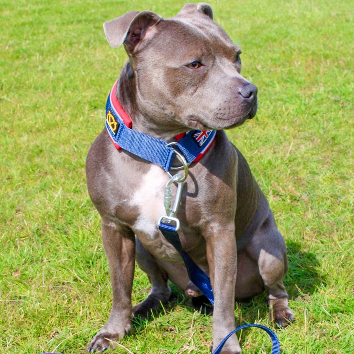 Martingale Collar - Huey Union Jack Edition - Staffordshire Bull Terrier 1935