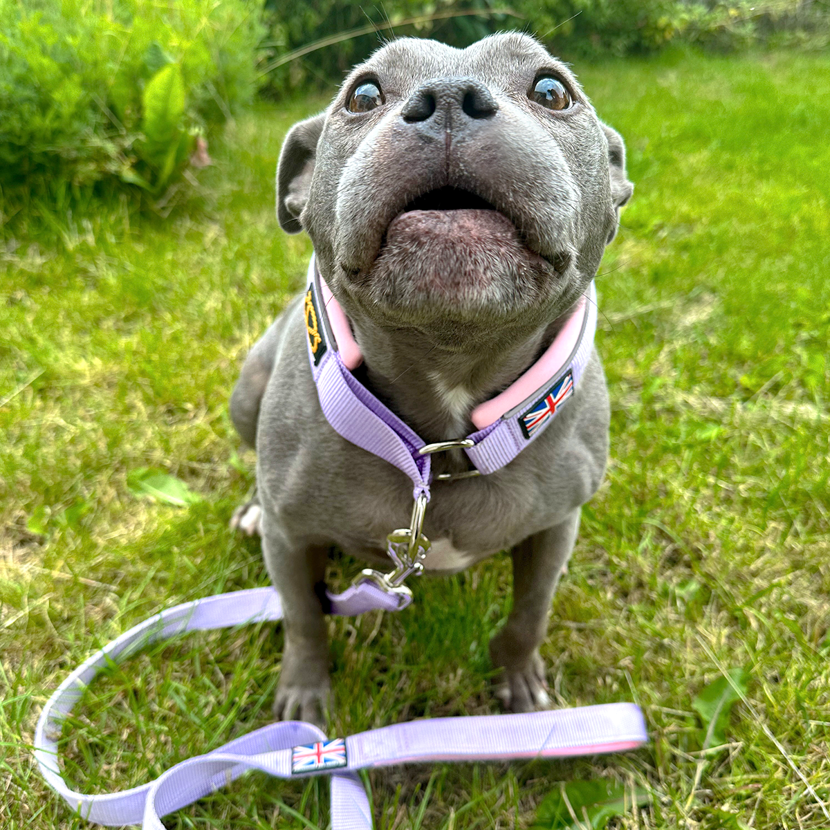 Martingale Collar - Little Blue Edition - Staffordshire Bull Terrier 1935