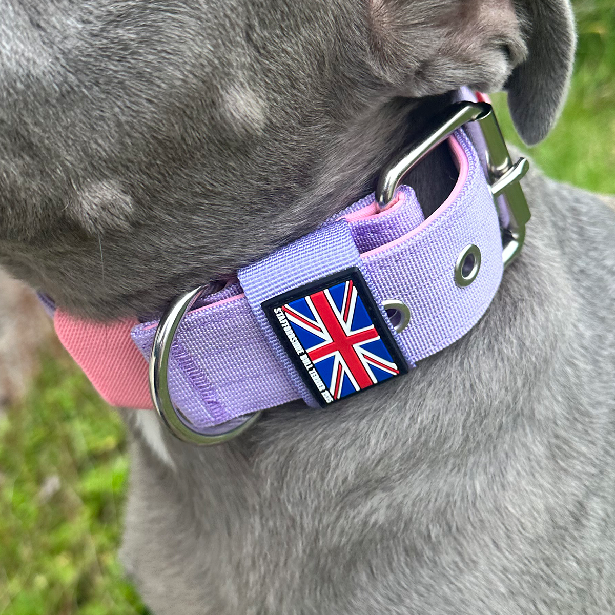 Nylon Collar - Little Blue Edition - Staffordshire Bull Terrier 1935